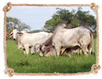 History Of Brahman Ganaderia La Huasteca