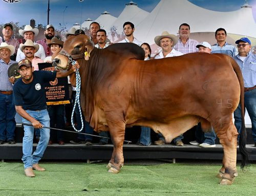 2023 LIX Exposición Nacional de Cebú – Joven Champion Red Bull